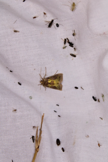 Diachrysia stenochrysis - rejtőző aranybagoly