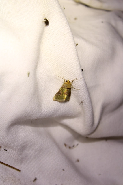 Diachrysia stenochrysis - rejtőző aranybagoly