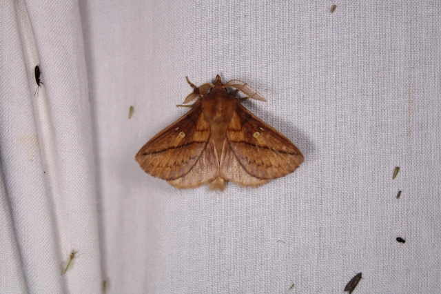 Euthrix potatoria - szomjas pohók