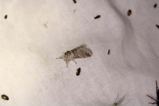 Furcula furcula - szürke púposszövő