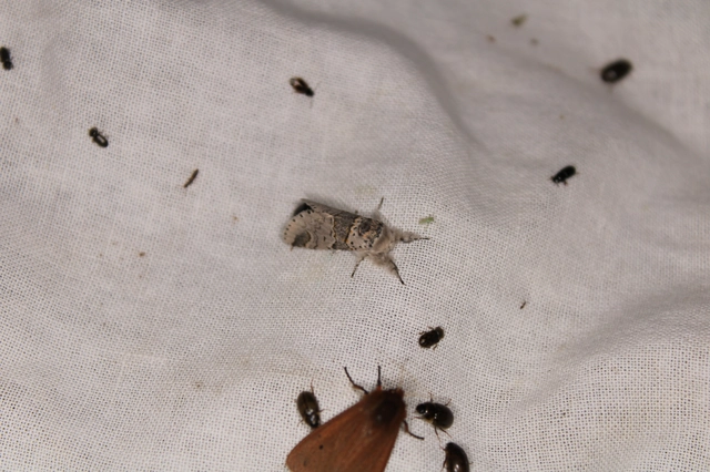 Furcula furcula - szürke púposszövő