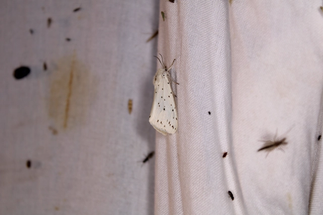 Spilosoma lubricipedum - tejszínű medvelepke