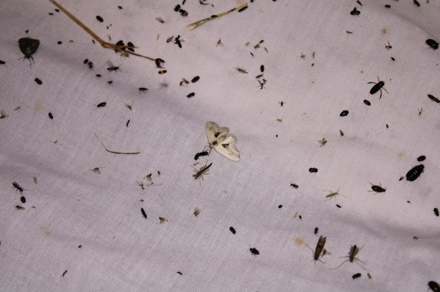 Cilix glaucata - törpe sarlósszövő