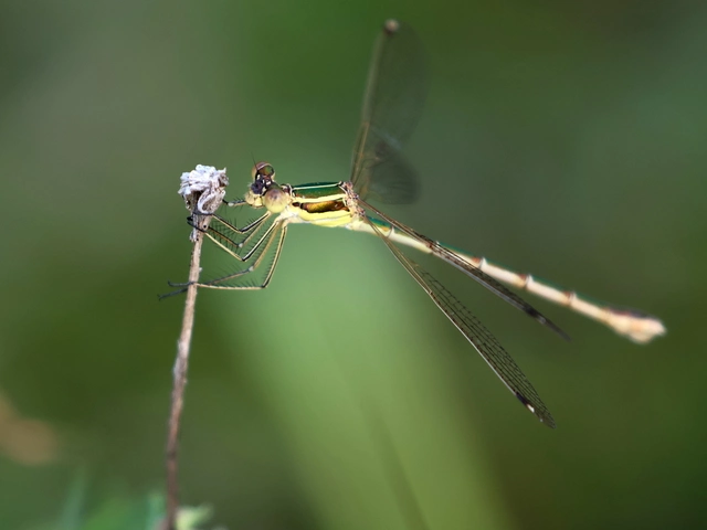 Lestes barbarus - foltosszárnyjegyű rablószitakötő