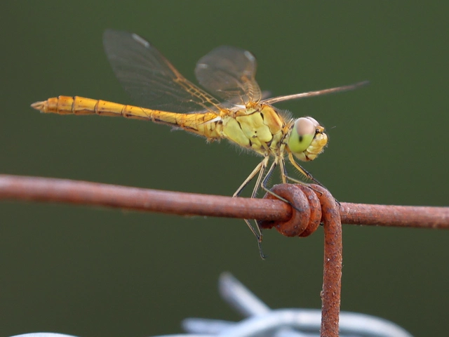 Sympetrum meridionale - fakó katona-szitakötő