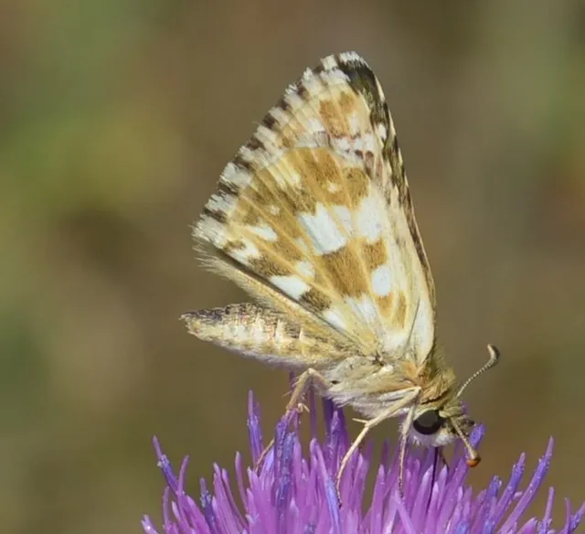 Pyrgus serratulae - homályos busalepke