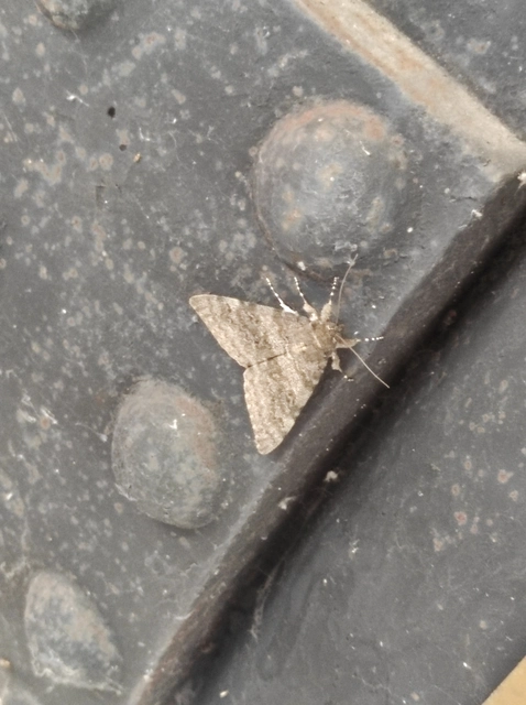 Catocala elocata - közönséges övesbagoly