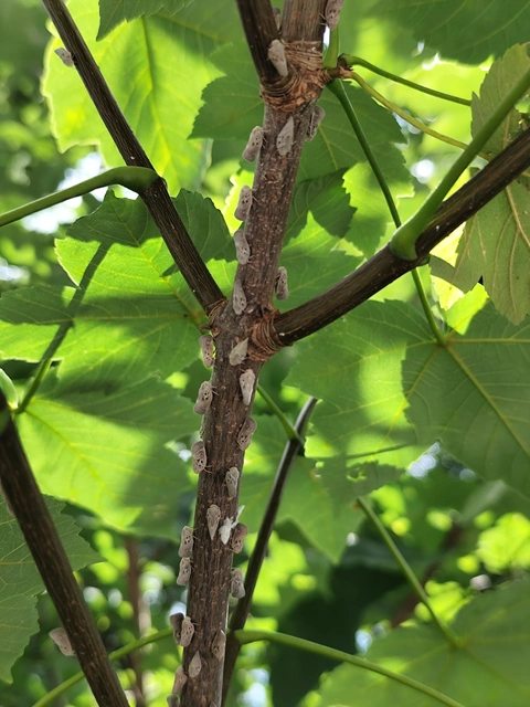 Metcalfa pruinosa - amerikai lepkekabóca