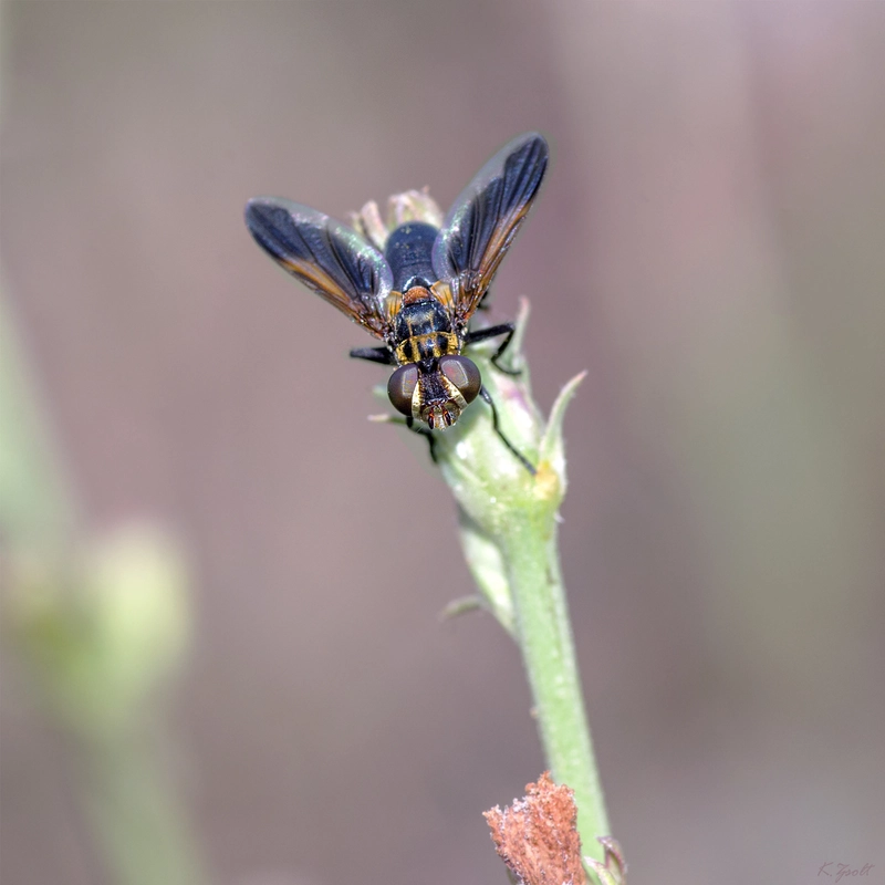 Trichopoda pictipennis - tollaslábú poloskalégy