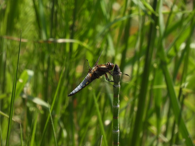 Libellula depressa - széles laposacsa