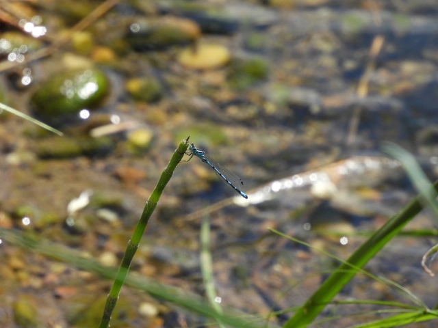 Coenagrion ornatum - díszes légivadász