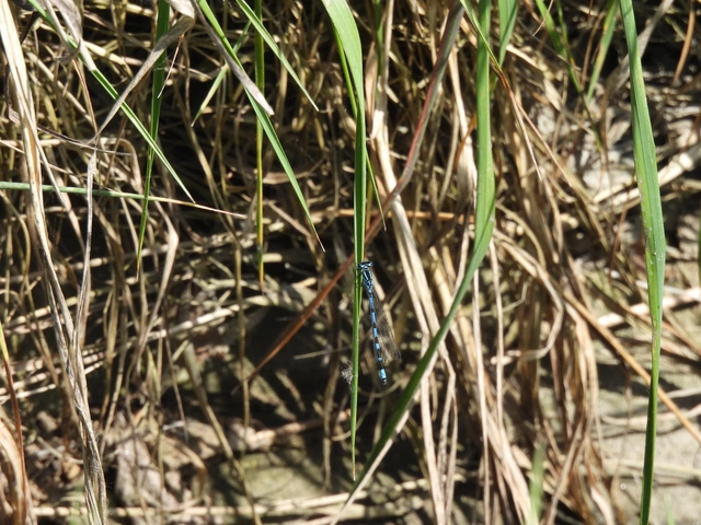Coenagrion ornatum - díszes légivadász
