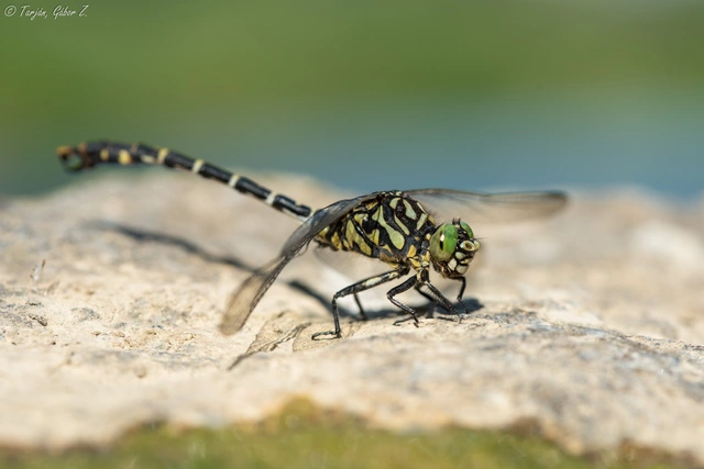 Onychogomphus forcipatus - gyűrűs folyami-szitakötő