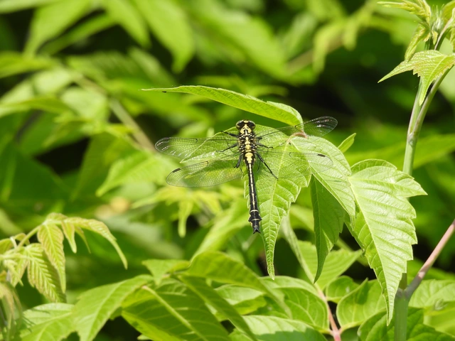 Gomphus vulgatissimus - feketelábú folyami-szitakötő