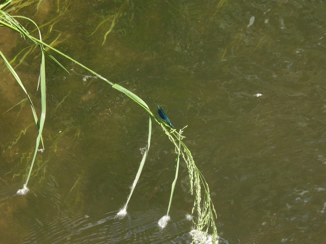 Calopteryx splendens - sávos szitakötő