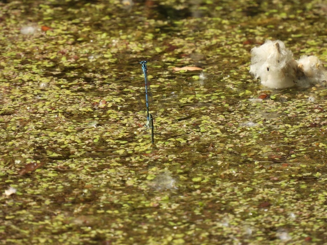 Coenagrion puella - azúrkék légivadász