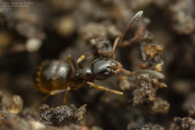 Plagiolepis pygmaea - lapos törpehangya