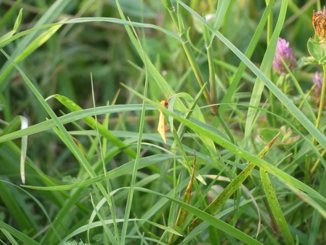 Diacrisia sannio - vörösszélű medvelepke