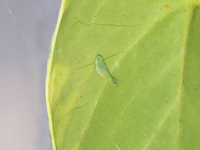 Fieberiella