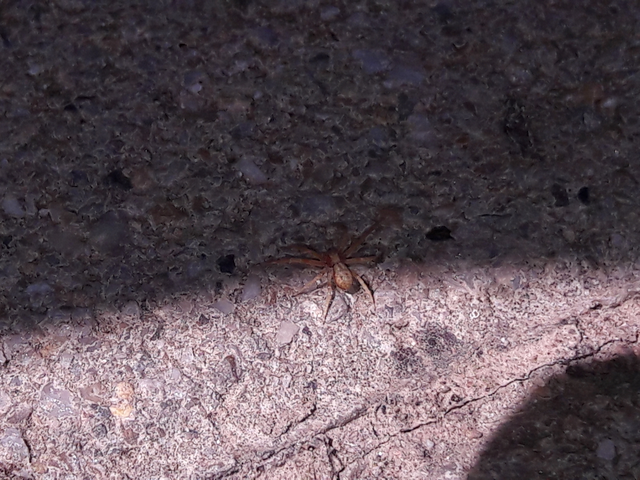 Philodromus
