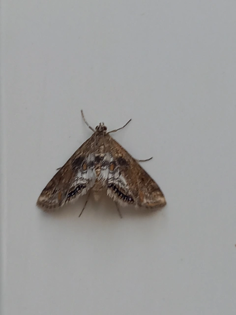 Cataclysta lemnata - békalencsemoly