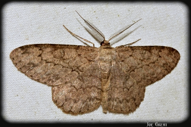 Hypomecis punctinalis - pettyes faaraszoló