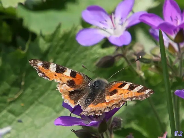 Nymphalis urticae - kis rókalepke Nymphalis urticae - kis rókalepke