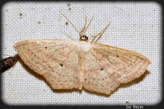 Scopula flaccidaria - alföldi sávosaraszoló