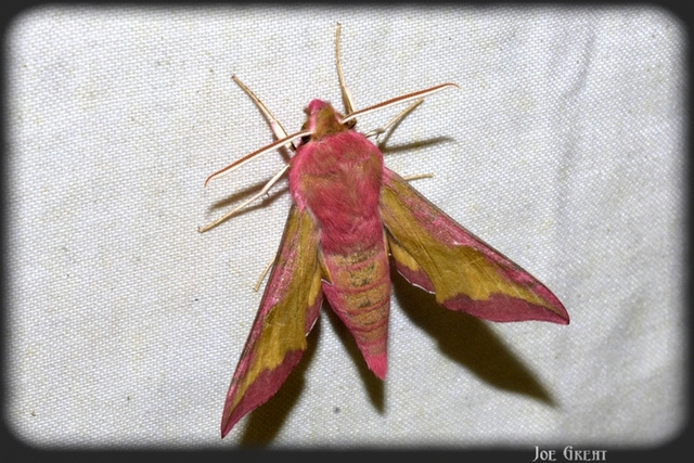 Deilephila porcellus - piros szender