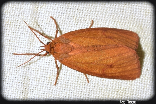 Diacrisia sannio - vörösszélű medvelepke