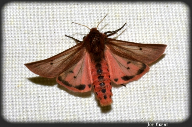 Phragmatobia fuliginosa - füstös medvelepke