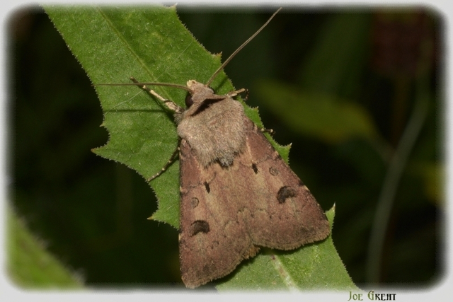 Agrotis exclamationis - felkiáltójeles földibagoly