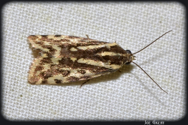 Emmelia trabealis - zebrabagoly