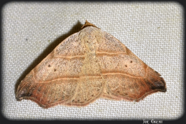 Laspeyria flexula - zuzmóbagoly