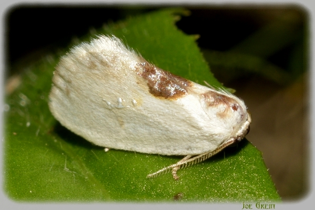 Cilix glaucata - törpe sarlósszövő