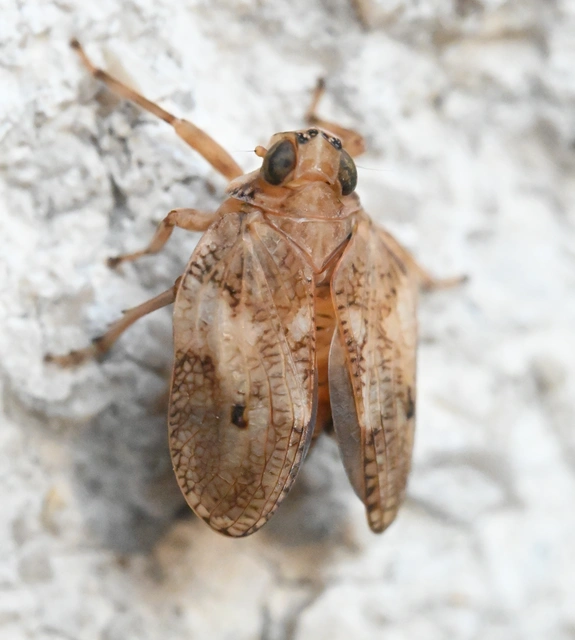 Issus coleoptratus