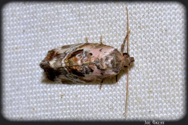 Hapalotis venustula - rózsaszínű mázasbagoly