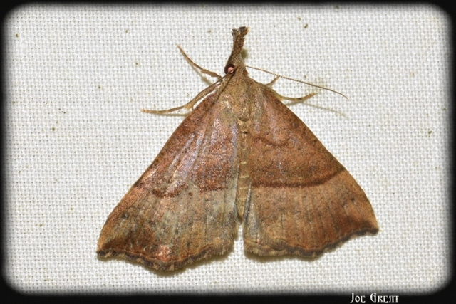 Hypena proboscidalis - ormányos karcsúbagoly