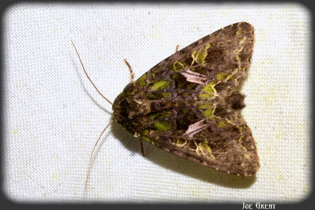 Trachea atriplicis - nyári zöldbagoly
