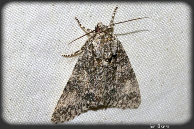 Acronicta megacephala - nagyfejű szigonyosbagoly