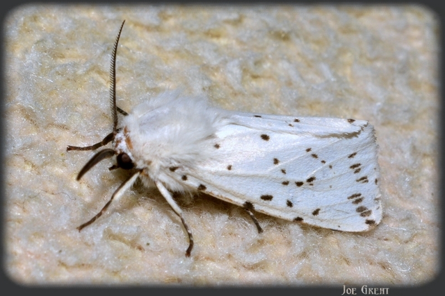 Spilosoma lubricipedum - tejszínű medvelepke