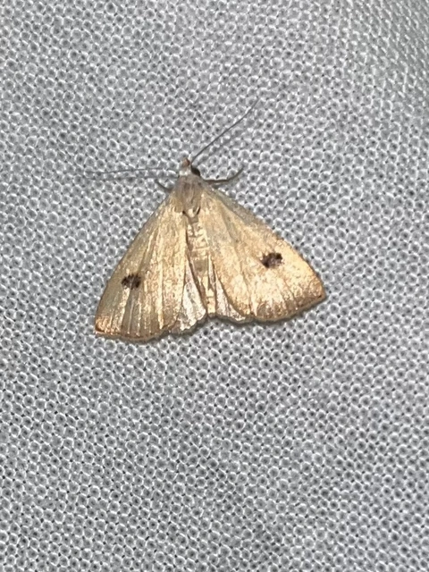 Rivula sericealis - selymes lórombagoly