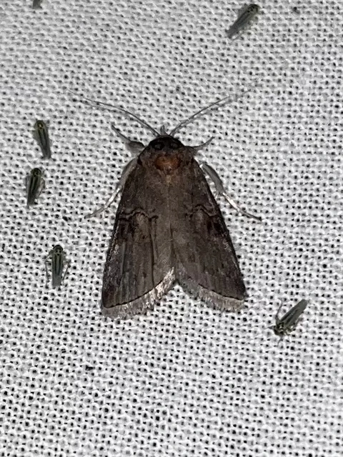Nycteola asiatica - nyárfa-trapézbagoly