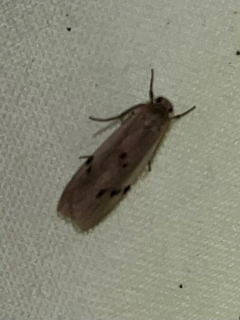 Pelosia muscerda - hamvas zuzmószövő