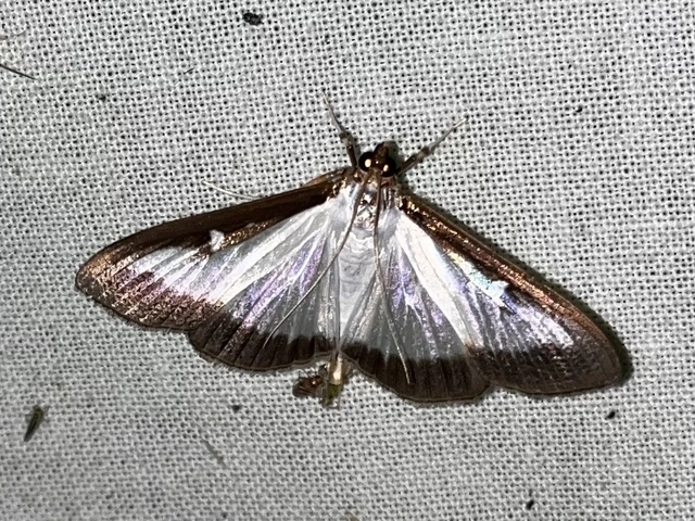 Cydalima perspectalis - puszpáng-tűzmoly