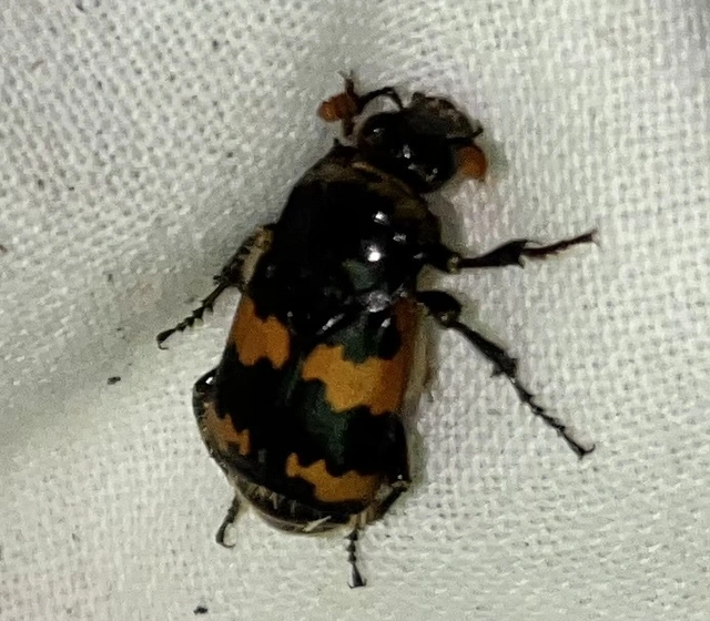 Nicrophorus vespillo - közönséges temetőbogár