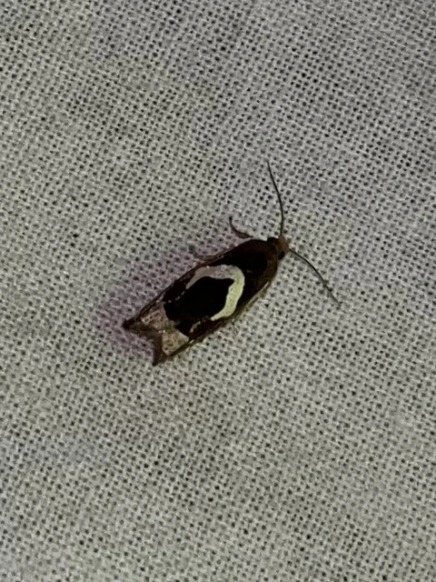 Epiblema foenella - kampósfoltú tükrösmoly