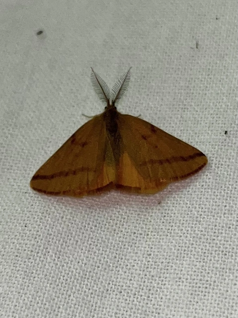Lythria purpuraria - bíborsávos araszoló