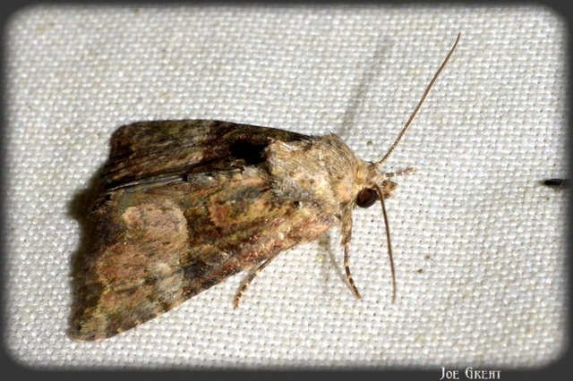 Mesoligia furuncula - kétszínű dudvabagoly Mesoligia furuncula - kétszínű dudvabagoly