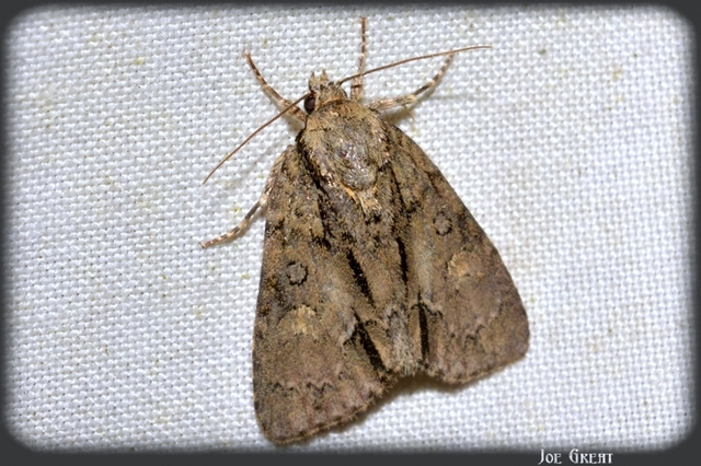 Acronicta strigosa - kis szigonyosbagoly